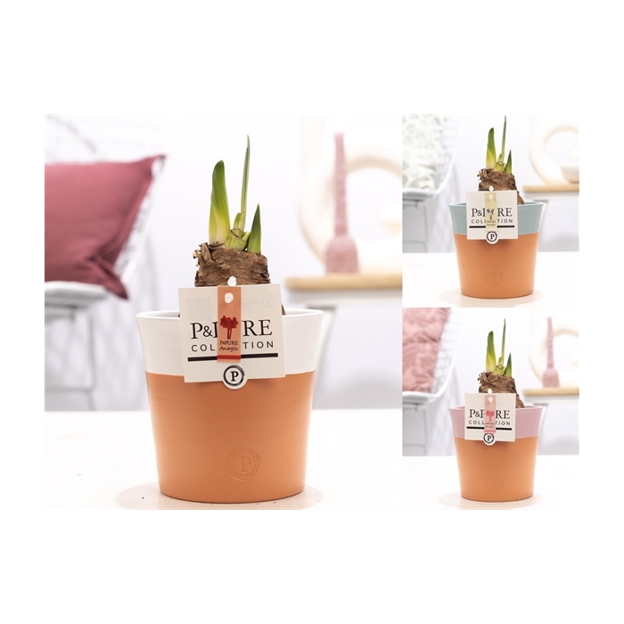 <h4>Hippeastrum mix in P&PURE Terra Cotta 4 ass. 3</h4>