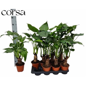 Alocasia cucullata