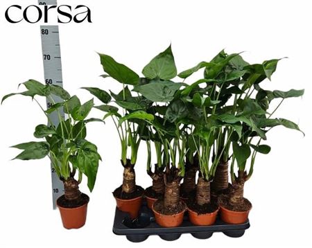 <h4>Alocasia cucullata</h4>