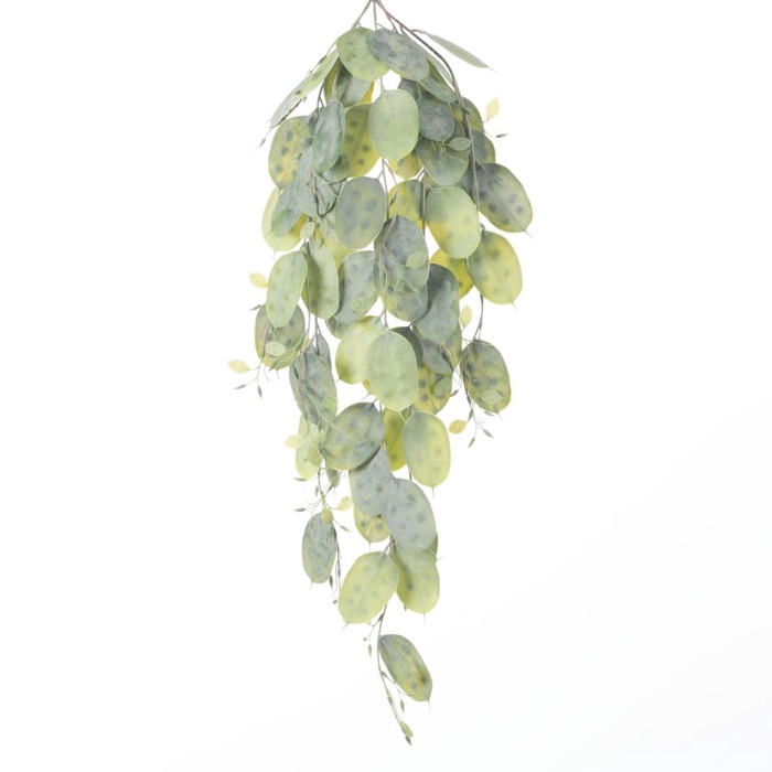 <h4>Af Hang Bush Lunaria X5 L79cm</h4>