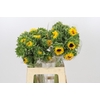 Helianthus Orange Fire