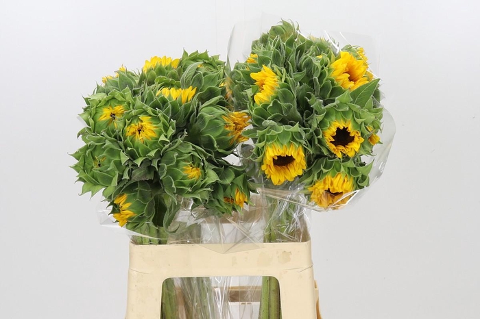 Helianthus Orange Fire