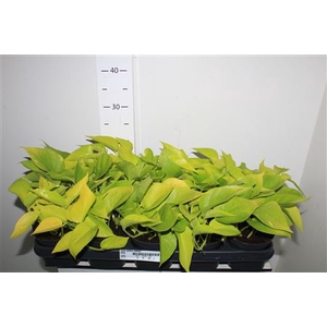 Epipr Golden Pothos