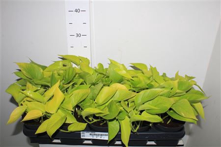 Epipr Golden Pothos