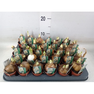 Narcissus DU 'Bridal Crown'