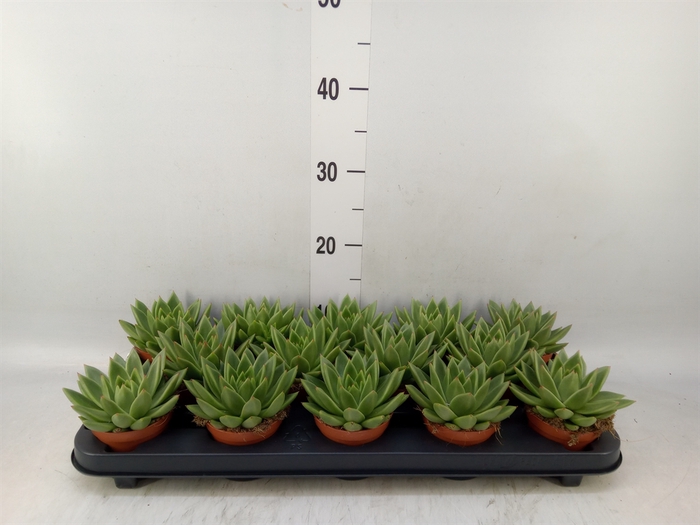 <h4>Echeveria  'Miranda'</h4>