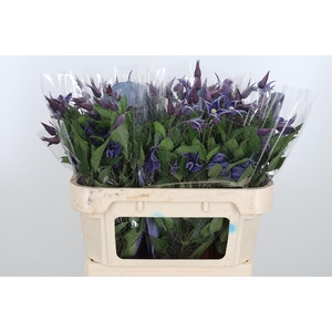 Clem Di Bl Pirouette