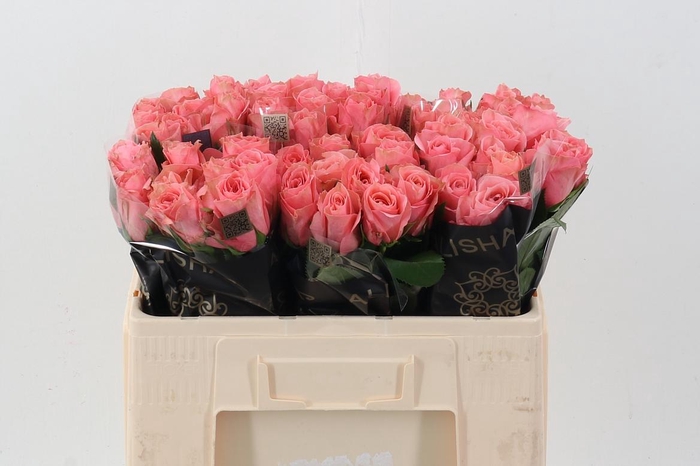 <h4>R Gr Feruza</h4>