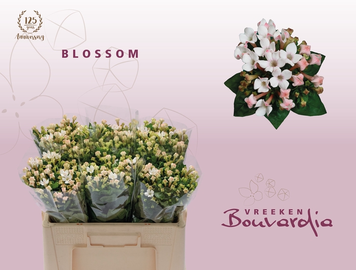 <h4>BOU EN BLOSSOM</h4>