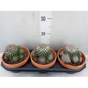 Mammillaria