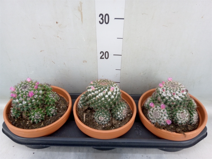 <h4>Mammillaria</h4>