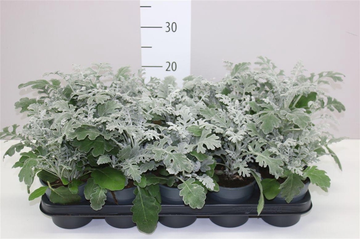 <h4>Senecio Cineraria</h4>