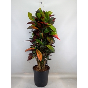 Codiaeum var. KL 'Mrs Iceton'