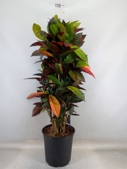 <h4>Codiaeum var. KL 'Mrs Iceton'</h4>