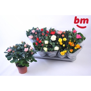 RO B MONDE GEM 6 SRT