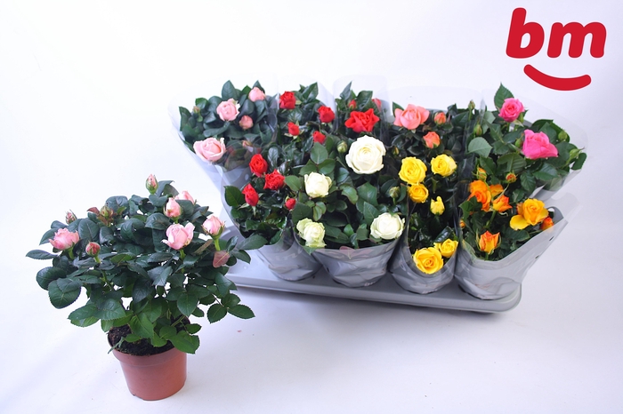 <h4>RO B MONDE GEM</h4>