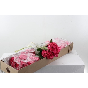 Hydr Raspberry Sel Box