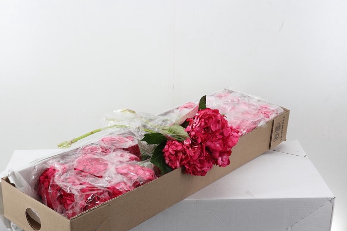 <h4>Hydr Raspberry Tinted Sel Box</h4>