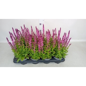Salvia nemorosa 'Rose Queen'