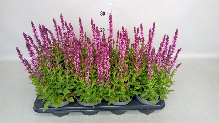 <h4>Salvia nemorosa 'Rose Queen'</h4>
