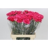 Dianthus St Bizet