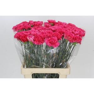 Dianthus St Bizet