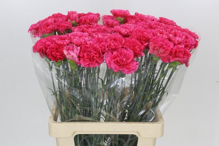 <h4>Dianthus St Bizet</h4>
