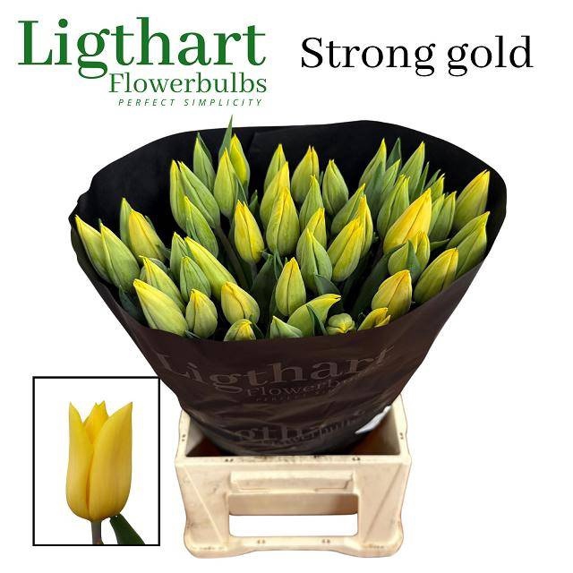 <h4>TU EN STRONG GOLD</h4>