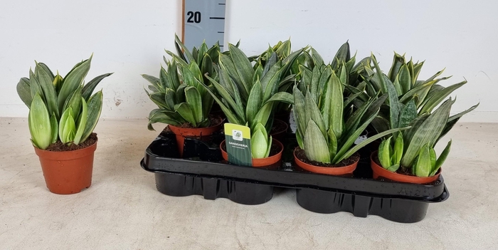 <h4>SANSEV HAHNII</h4>