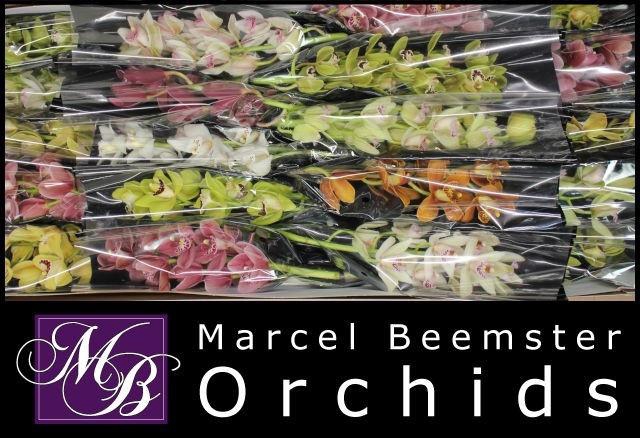 <h4>CYMB MI GEM</h4>