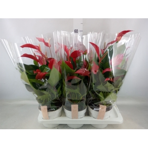 Anthurium  'Banderola Roja'