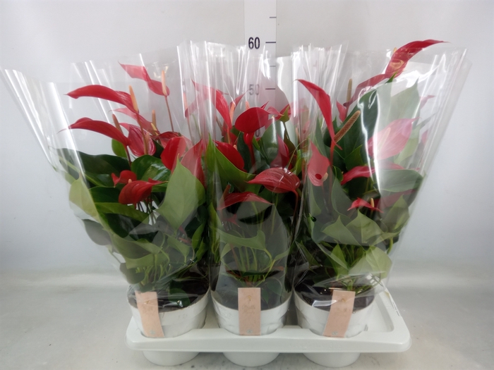 <h4>Anthurium  'Banderola Roja'</h4>