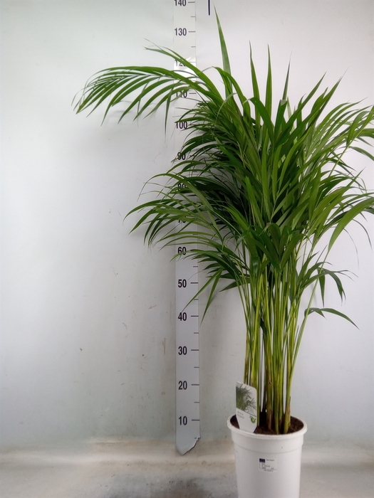 <h4>Dypsis lutescens   ...Chrysalidoca</h4>