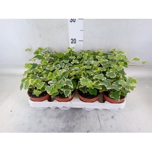 Hedera helix 'White Wonder'