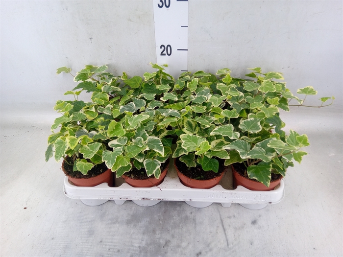 <h4>Hedera helix 'White Wonder'</h4>