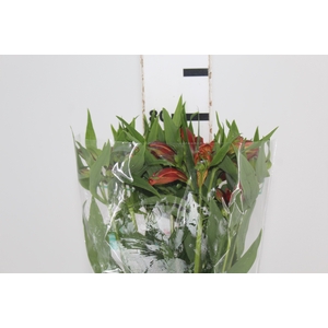 ALSTROEMERIA CHEERIO 080 CM