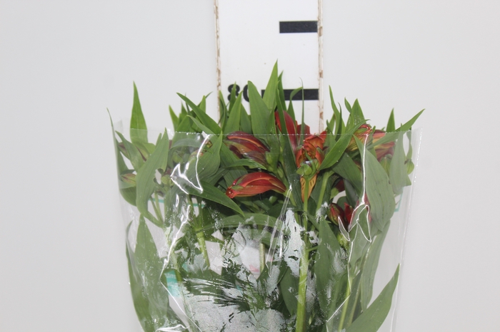 <h4>ALSTROEMERIA CHEERIO 080 CM</h4>