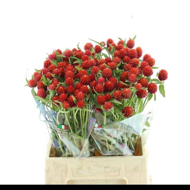 <h4>GOMPH GL STRAWBERRY</h4>