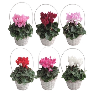 Collectie Jakarta Cyclamen in hengselmand 15 cm