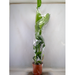 Strelitzia nicolai