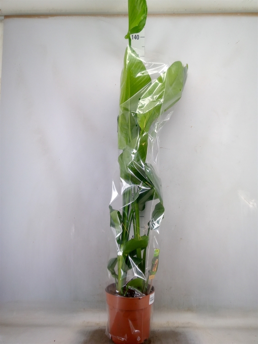 <h4>Strelitzia nicolai</h4>