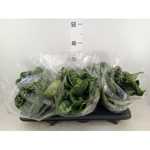 Primulina dryas 'Pretty Turtle'