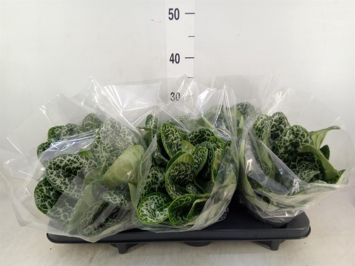 <h4>Primulina dryas 'Pretty Turtle'</h4>