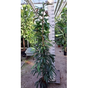 Ficus Amstel King piramide 240