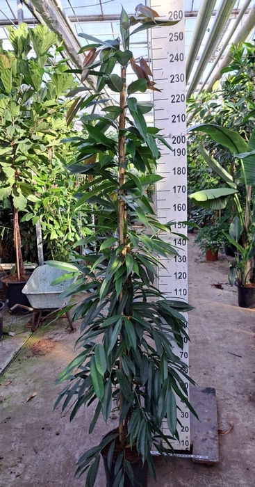 <h4>Ficus Amstel King piramide 240</h4>