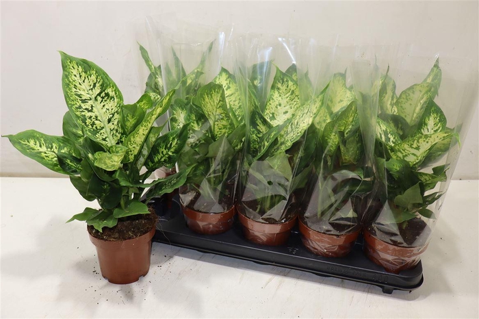 <h4>Dieff Compacta</h4>