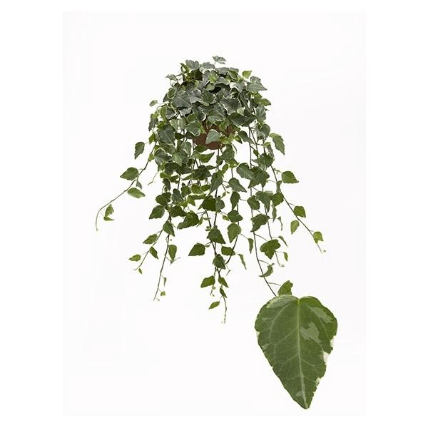 <h4>Hedera helix 'Tamara'</h4>