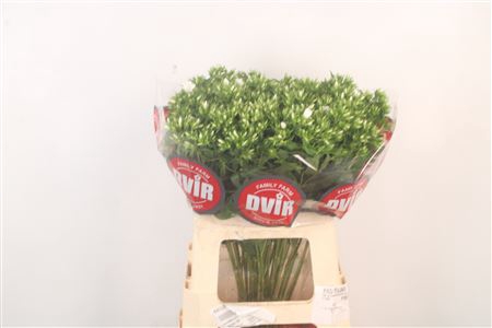 <h4>Phlox Whitecap</h4>