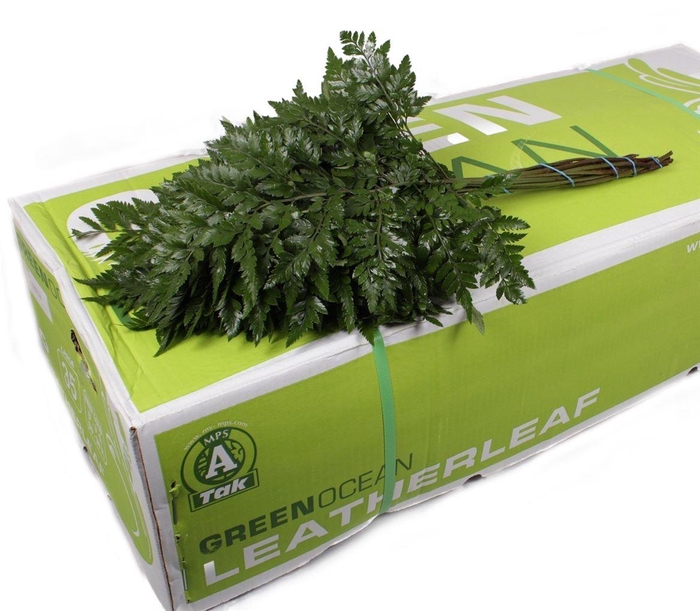 <h4>Lederv. Large</h4>