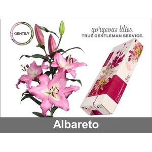 Albareto 2